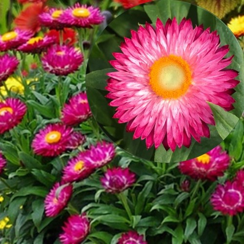 Bracteantha SUNBRELLA 'Magenta' - Õlelill SUNBRELLA 'Magenta' P9/0,55L